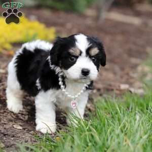 Queen, Cavachon Puppy